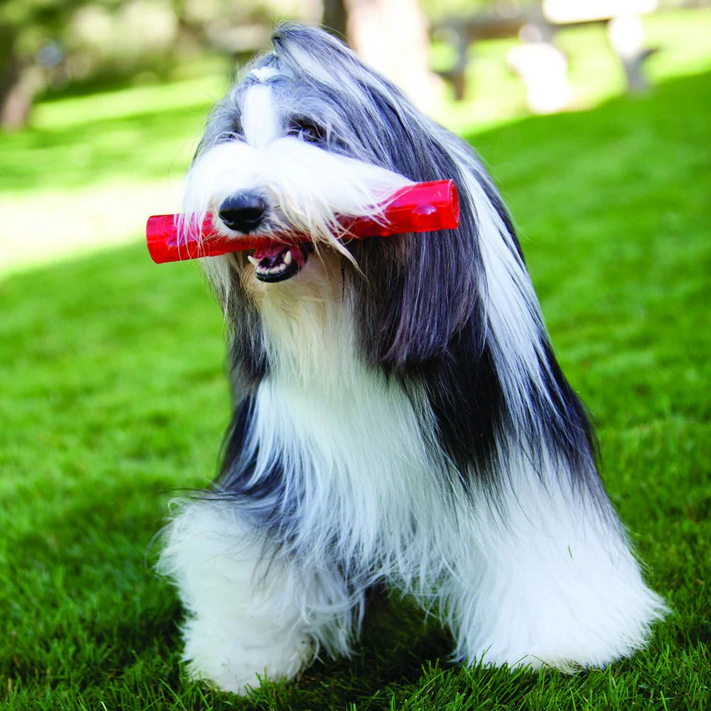 KONG Squeezz Stick Dog Toy - Suhuit