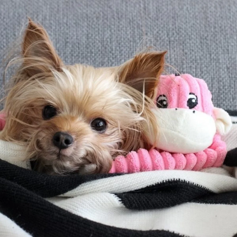ZippyPaws Pink Spencer Crinkle Monkey Small Plush Dog Toy - Suhuit