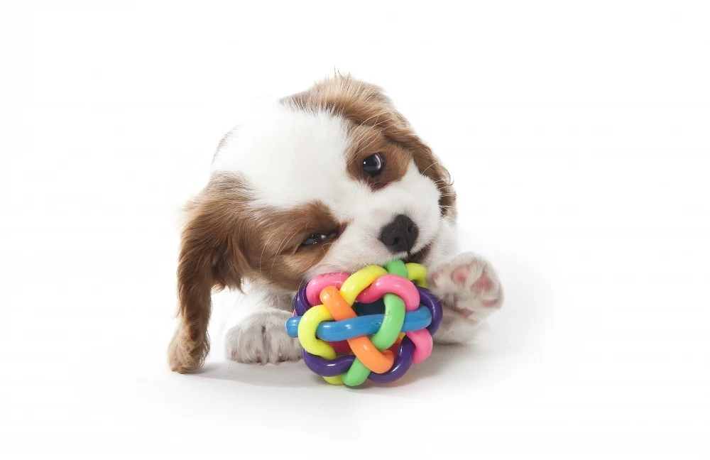 MultiPet Nobbly Wobbly 4inch Dog Toy - Suhuit