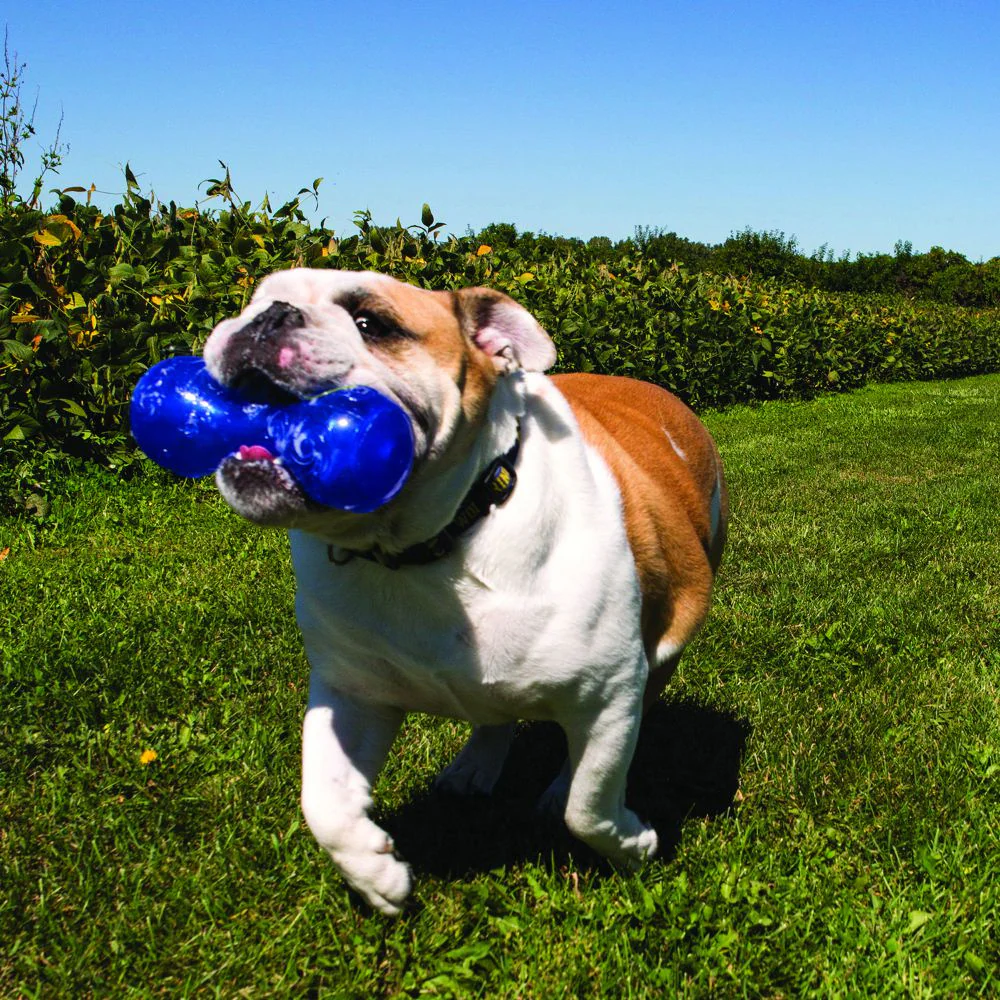 Kong Squeezz Dumbbell Dog Toy - Suhuit
